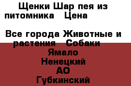 Щенки Шар пея из питомника › Цена ­ 25 000 - Все города Животные и растения » Собаки   . Ямало-Ненецкий АО,Губкинский г.